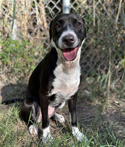 Photo of Petunia, adoptable Labrador Retriever in Houston, Texas