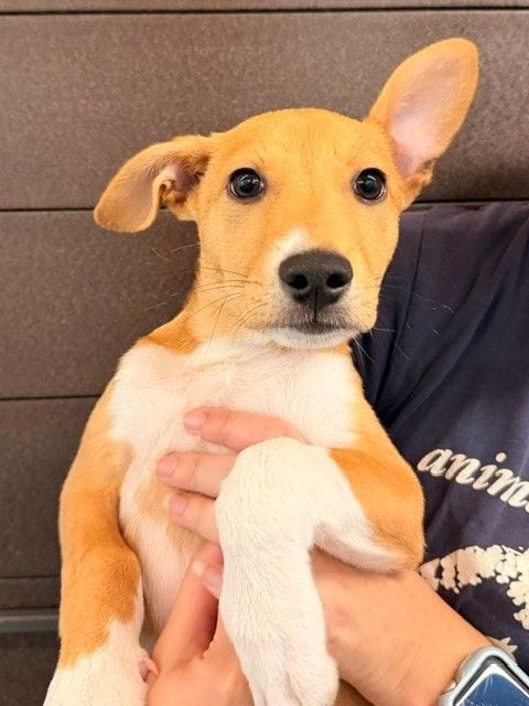 Photo of Ricky Bobby, adoptable Unknown breed in Rancho Santa Fe, California