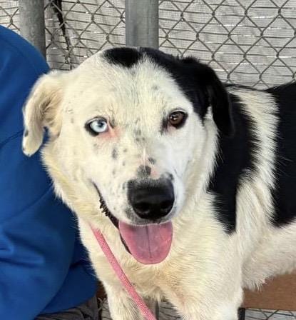 Photo of Miata, adoptable Border Collie in Woodland, California