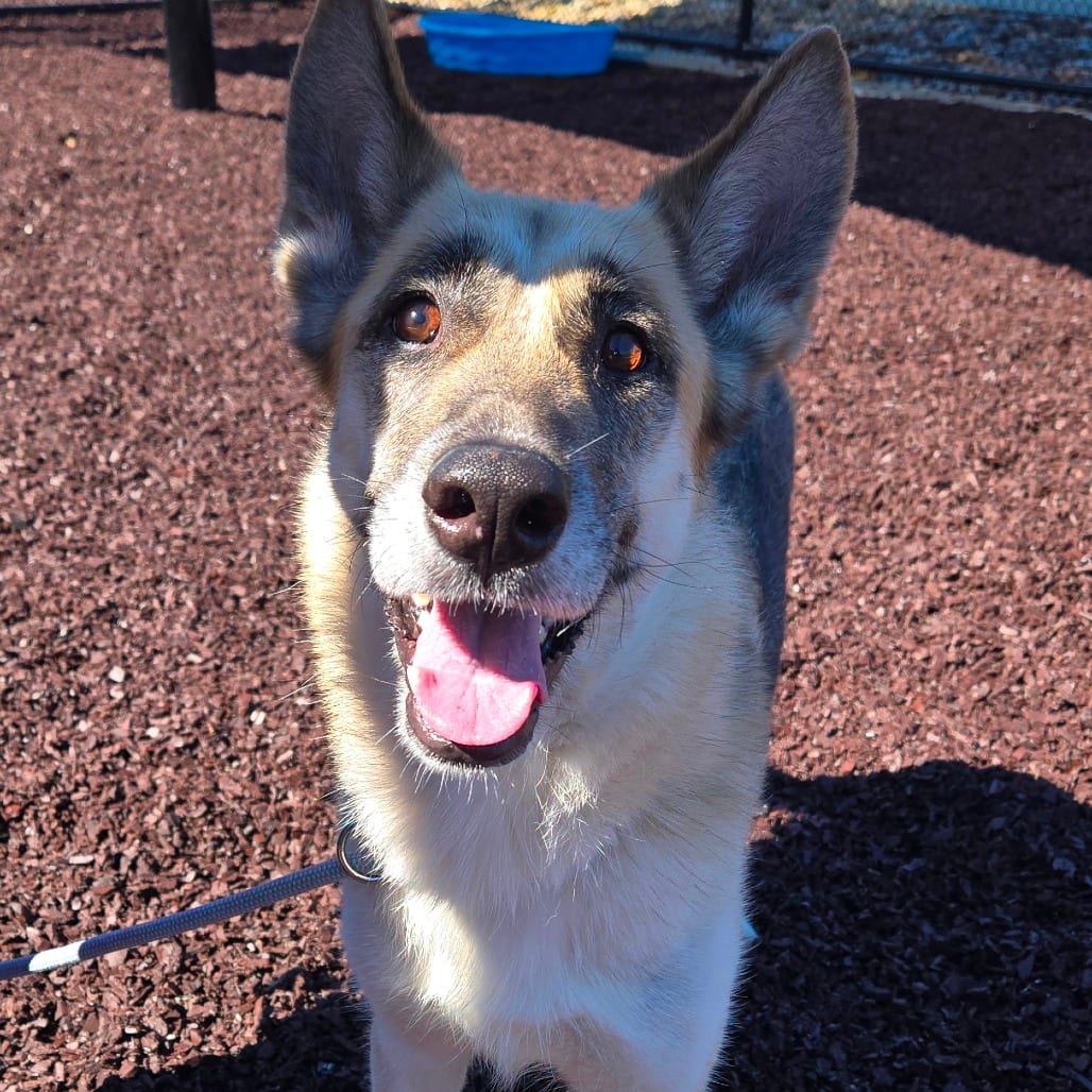 Photo of Duchess, adoptable Shepherd, German in Spartanburg, South Carolina