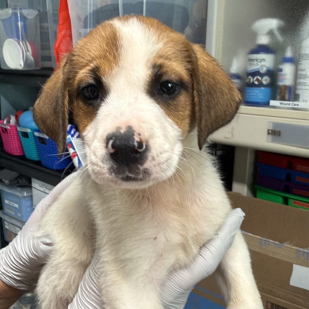 Photo of Faith, adoptable Mixed Breed (Medium) in Colville, Washington