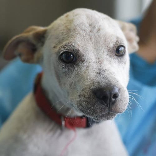 Photo of Lamonte, adoptable Terrier in San Antonio, Texas