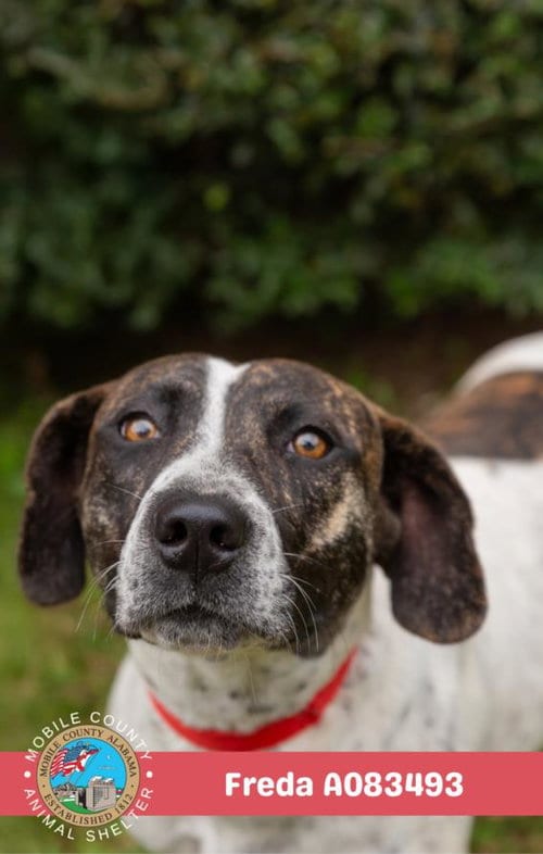 Photo of Freda, adoptable Black Mouth Cur in Mobile, Alabama