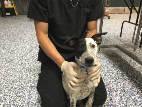 Photo of Sharky, adoptable Australian Cattle Dog/Blue Heeler in Riverside, California