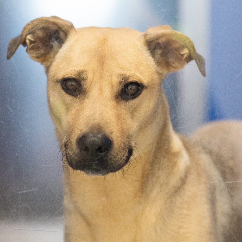 Photo of Yana, adoptable Retriever, Yellow Labrador / Shepherd in Hayden, Idaho