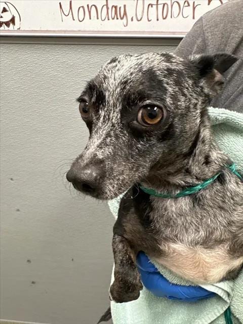 Photo of Oreo, adoptable Chihuahua in Las Vegas, Nevada
