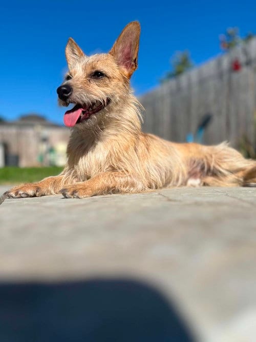 Photo of BeBe, adoptable Chihuahua in Visalia, California