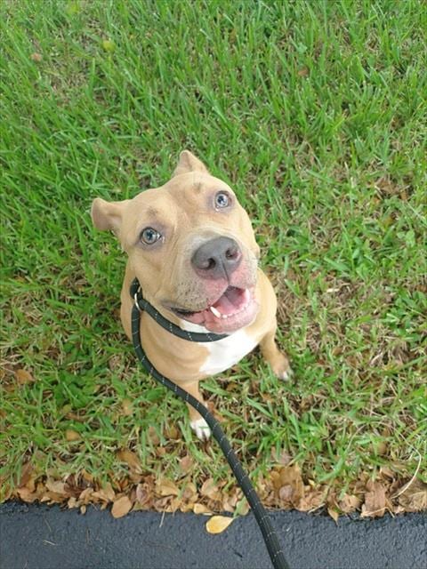Photo of Basil, adoptable American Staffordshire Terrier in Fort Lauderdale, Florida
