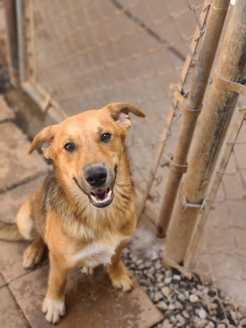 Photo of Ferris, adoptable Collie in Bradenton, Florida