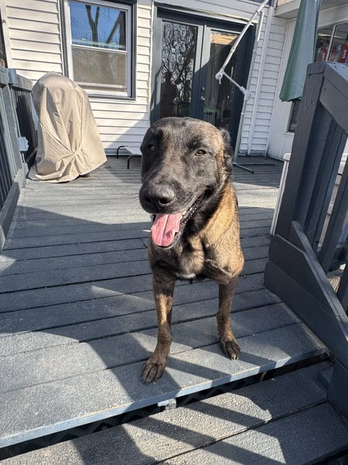 Photo of Joe, adoptable Belgian Shepherd Malinois in Leavenworth, Kansas
