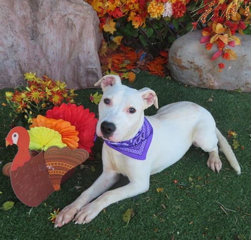 Photo of Milkshake, adoptable American Pit Bull Terrier in Oklahoma City, Oklahoma