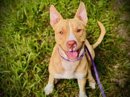 Photo of Kane, adoptable Pit Bull Terrier in Orlando, Florida