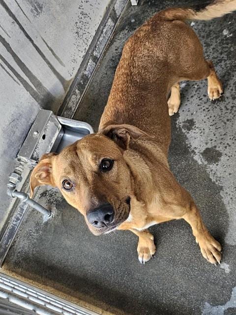 Photo of Senior Labrador Retriever, adoptable Labrador Retriever in Devore, California