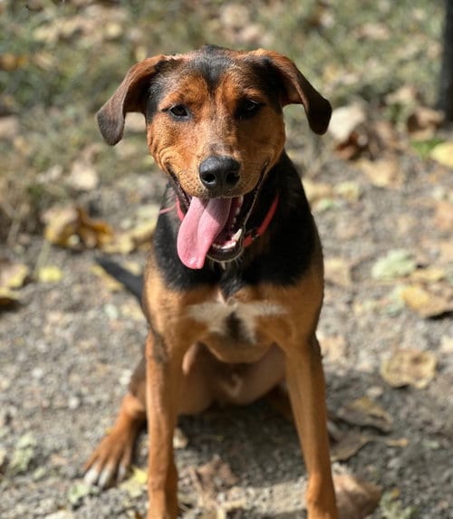 Photo of Douglas, adoptable Hound in Elmsford, New York