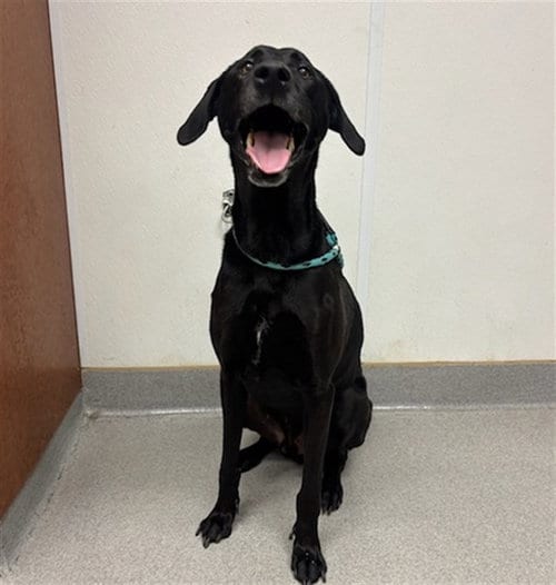 Photo of Oso Libre, adoptable Labrador Retriever in Rancho Cucamonga, California