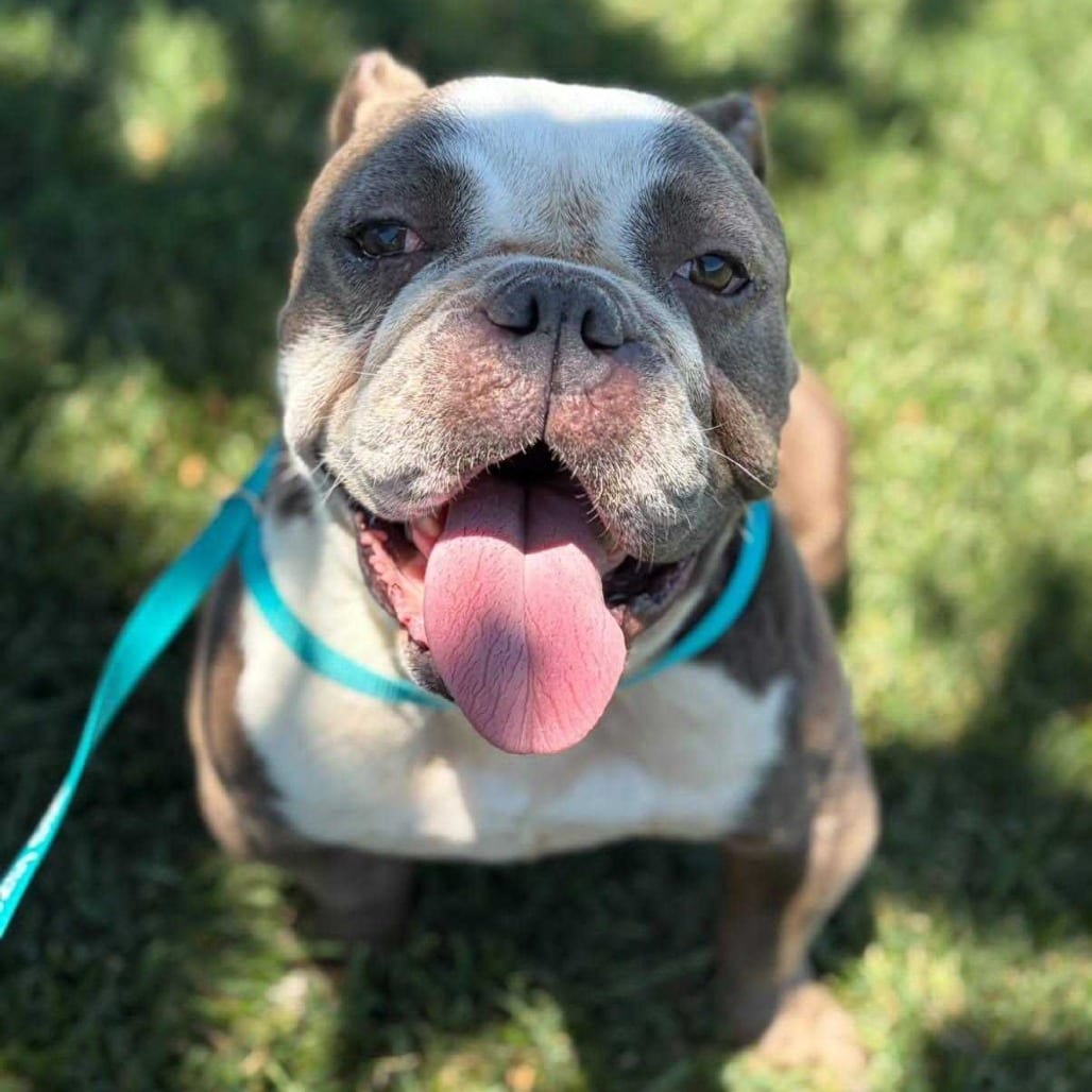 Photo of Froggie, adoptable Bulldog, English in California, California