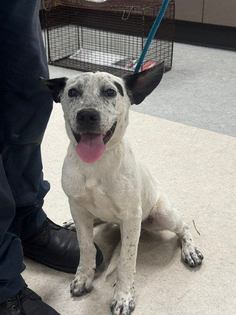 Photo of Artemis, adoptable Australian Cattle Dog/Blue Heeler in Van Nuys, California