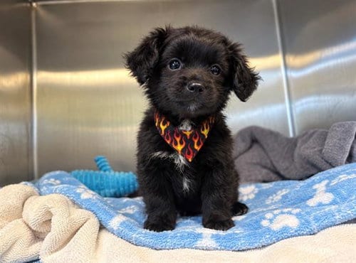 Photo of Anastasia, adoptable Chihuahua in Orange, California