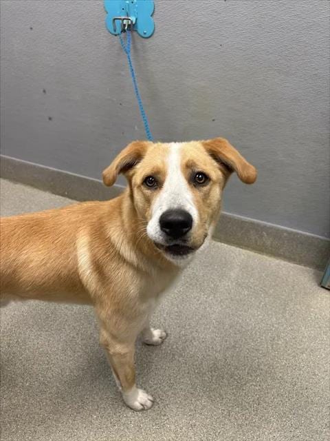 Photo of Jake, adoptable Australian Shepherd in Las Vegas, Nevada