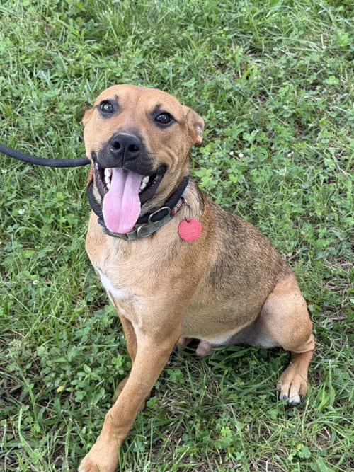 Photo of Anderson Alabama (m), adoptable Shepherd in Nashville, Tennessee