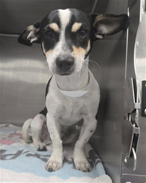 Photo of Duckling, adoptable Chihuahua in Mesa, Arizona