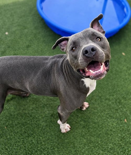 Photo of Blue, adoptable American Staffordshire Terrier in Rockwall, Texas