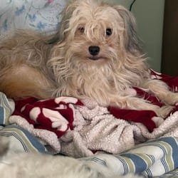 Photo of Fred, adoptable Shih Tzu Silky Terrier in Frederick, Maryland