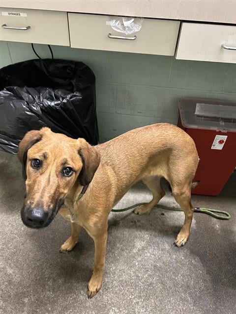 Photo of A743609, adoptable Rhodesian Ridgeback in Sacramento, California