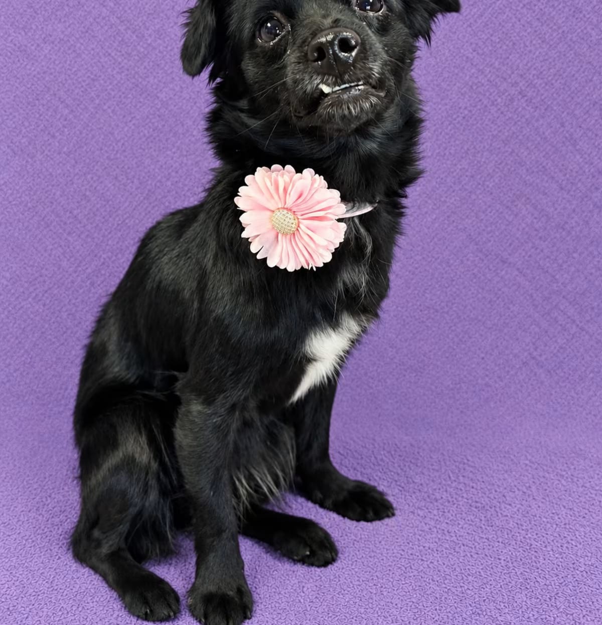 Photo of Maggie, adoptable Chihuahua/Maltese in Lodi, California