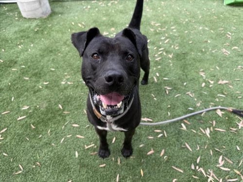 Photo of Handsome Harold, adoptable Pit Bull Terrier in Los Angeles, California