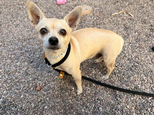 Photo of Boba, adoptable Chihuahua in Mesa, Arizona