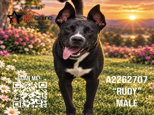Photo of Rudy, adoptable Pit Bull Terrier in Los Angeles, California