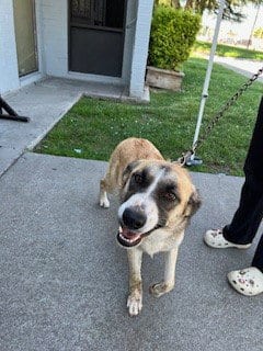 Photo of Sally, adoptable German Shepherd Dog in Stockton, California