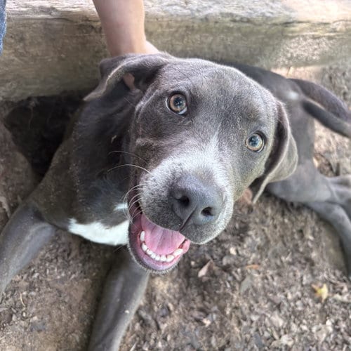 Photo of Shamrock Hope, adoptable Pit Bull Terrier in Yardley, Pennsylvania