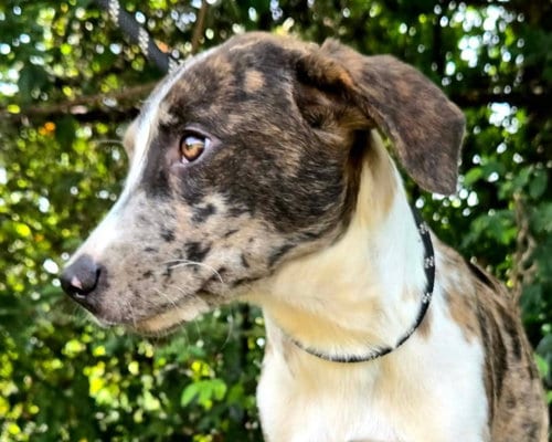 Photo of Miles, adoptable Catahoula Leopard Dog in Anniston, Alabama
