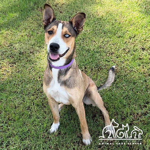 Photo of Ellie, adoptable Catahoula Leopard Dog in Irvine, California