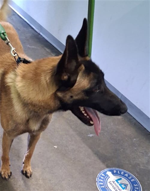 Photo of Ace, adoptable Belgian Shepherd Malinois in Los Angeles, California