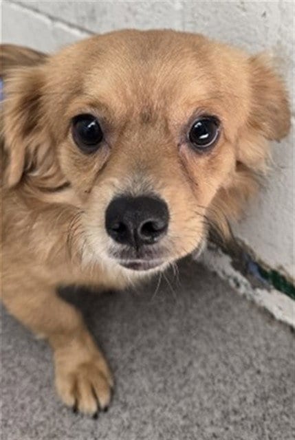Photo of Blake, adoptable Chihuahua in San Bernardino, California