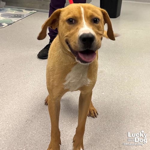 Photo of Woody, adoptable Labrador Retriever in Washington, District of Columbia
