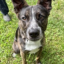 Photo of Junior, adoptable Shepherd (Unknown Type) in East Hartford, Connecticut