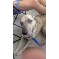 Photo of Emma Lou, adoptable Catahoula Leopard Dog in Baton Rouge, Louisiana