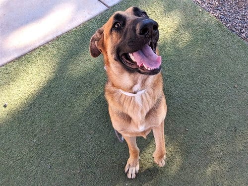 Photo of Pilot, adoptable German Shepherd Dog in Phoenix, Arizona