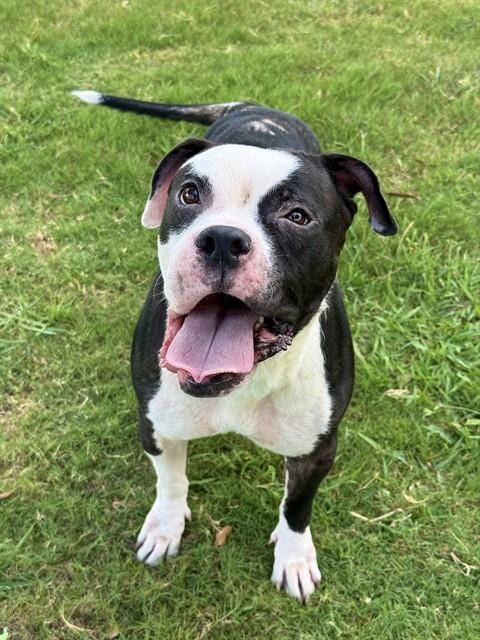 Photo of Selma Bouvier, adoptable Pit Bull Terrier in Sugar Land, Texas