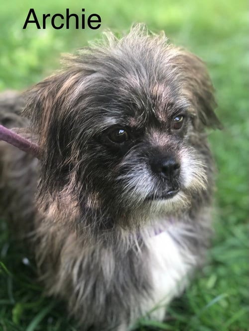 Photo of Archie, adoptable Terrier in Elkins, West Virginia