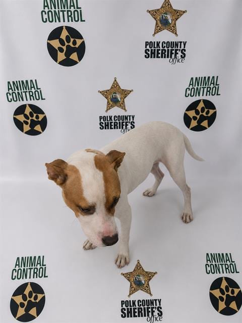 Photo of Bowser, adoptable Labrador Retriever in Winter Haven, Florida