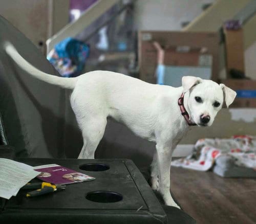 Photo of Delaware : Bear, adoptable Labrador Retriever in Aurora, Indiana