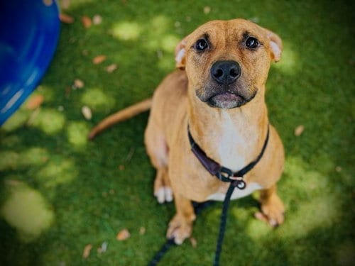 Photo of Koda, adoptable Pit Bull Terrier in Orlando, Florida