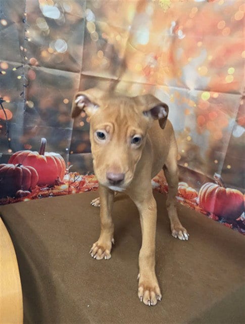 Photo of Miranda, adoptable Pit Bull Terrier in Augusta, Georgia