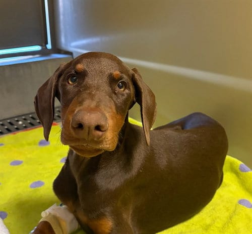 Photo of Copper, adoptable Doberman Pinscher in Riverside, California