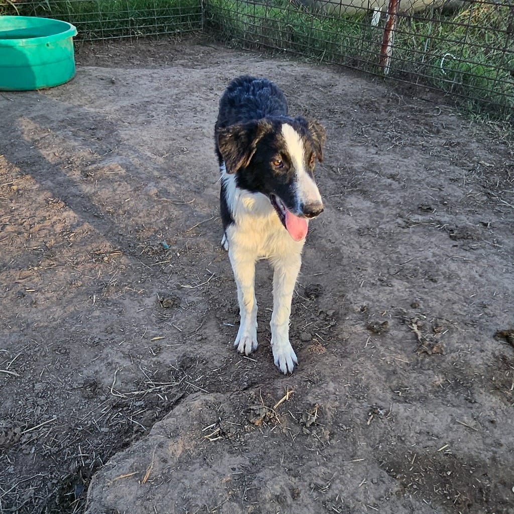 Photo of Heartland No. 7 Bess, adoptable Border Collie in Texas